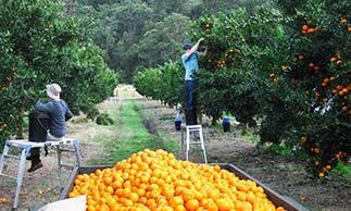 Farmers Pitching New TV Show ‘Farmer Wants A Serf’ To Help Solve Fruit Picker Shortage